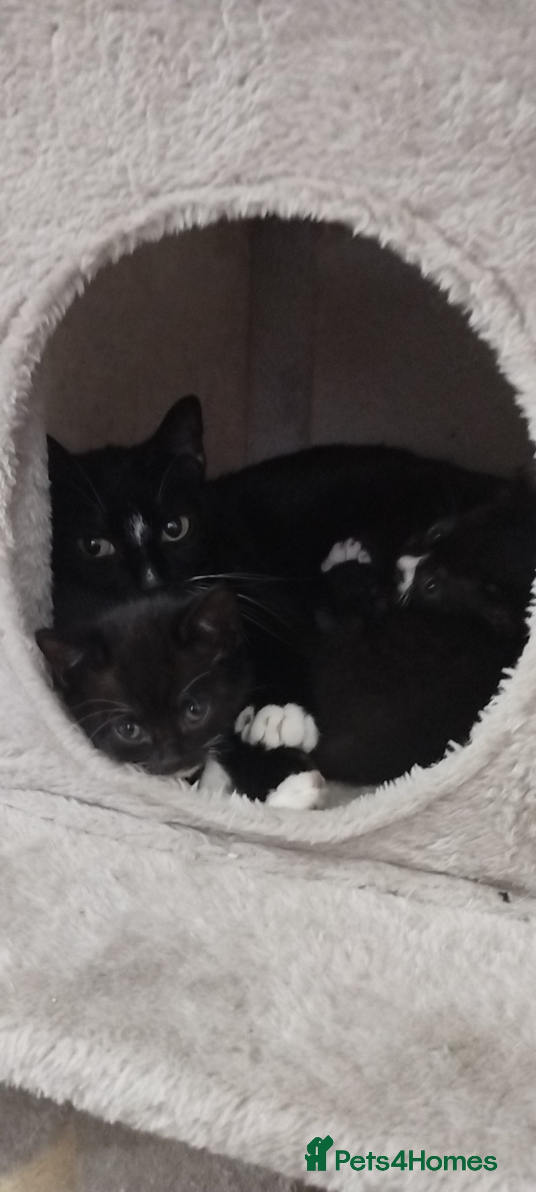 British Shorthair cats for sale: Lovely kittens search new homes - Advert 1