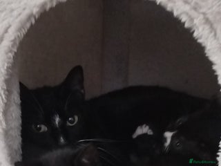 British Shorthair cats Lovely kittens search new homes - Advert 2