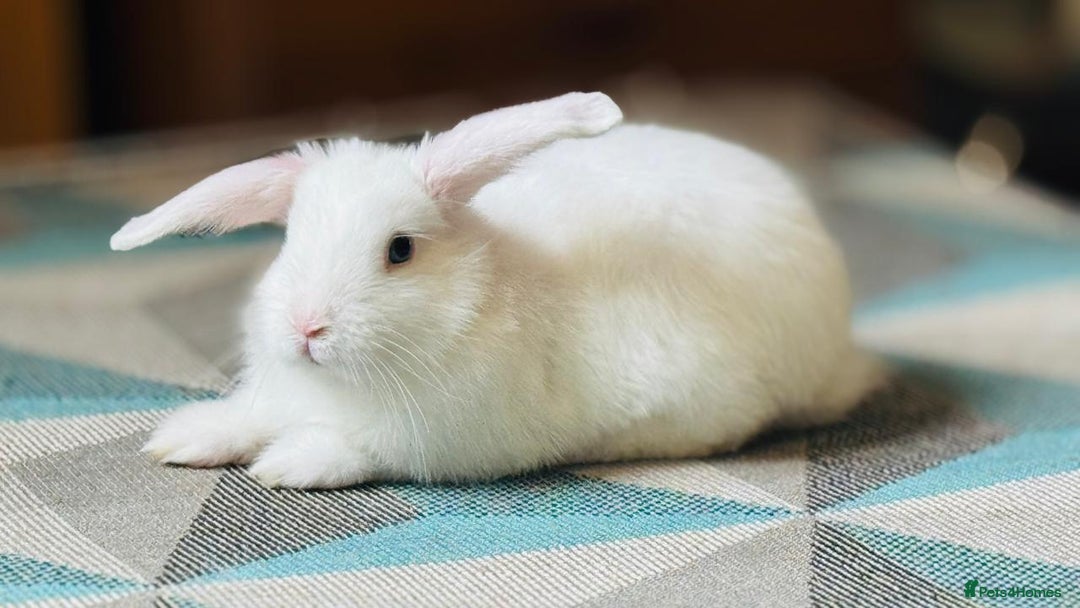 Mini Lop rabbits for sale: 10 weeks old male bunny  - Image 8