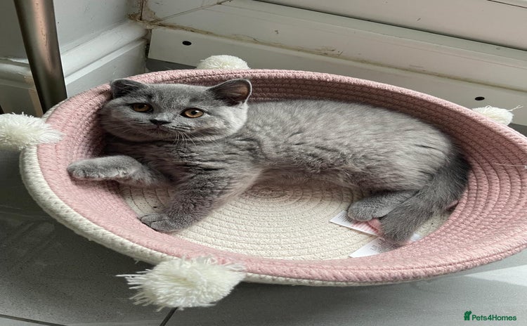 British Shorthair cats - Advert 1