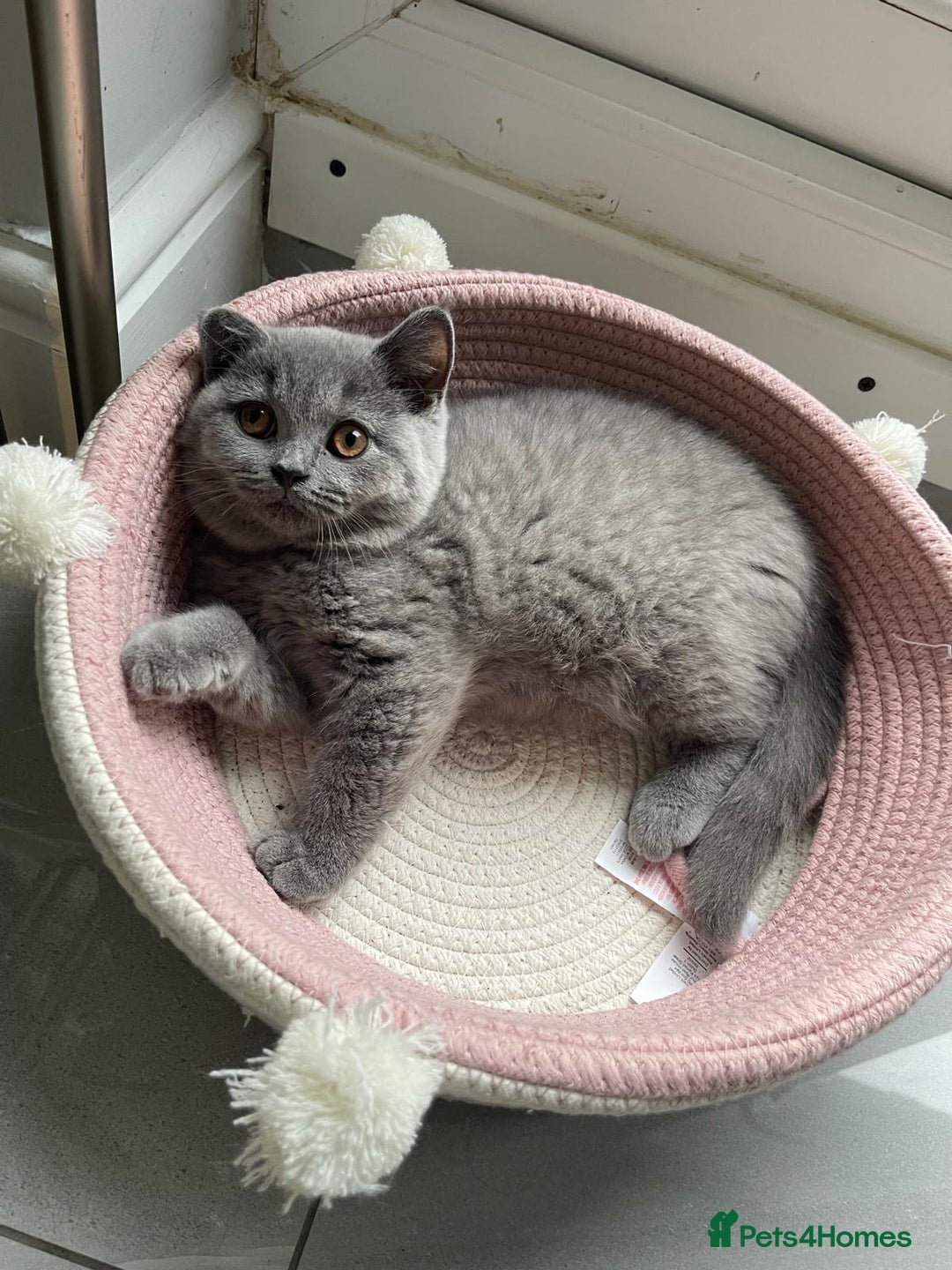 British Shorthair cats for sale: British shorthair kittens  - Image 1