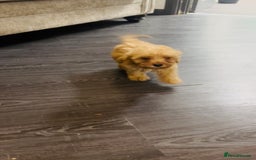 Cockapoo dogs for sale: Adorable Cockpoo looking for his forever home - Image 6