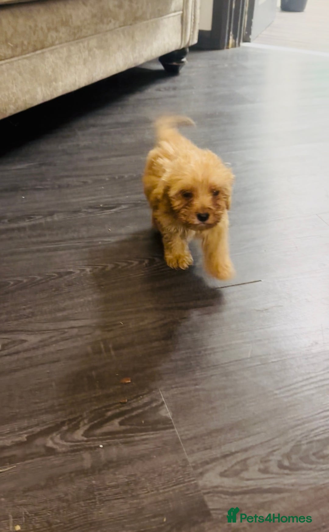 Cockapoo dogs for sale: Adorable Cockpoo looking for his forever home - Image 6