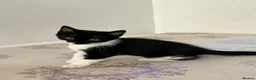 British Shorthair cats for sale: Cute British shorthair Kittens  - Advert 15