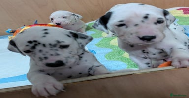 Dalmatian dogs KC registered Dalmatian puppies - Advert 10