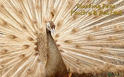 Peafowl poultry for sale: Peafowl Breeding stock for rehome - Image 6