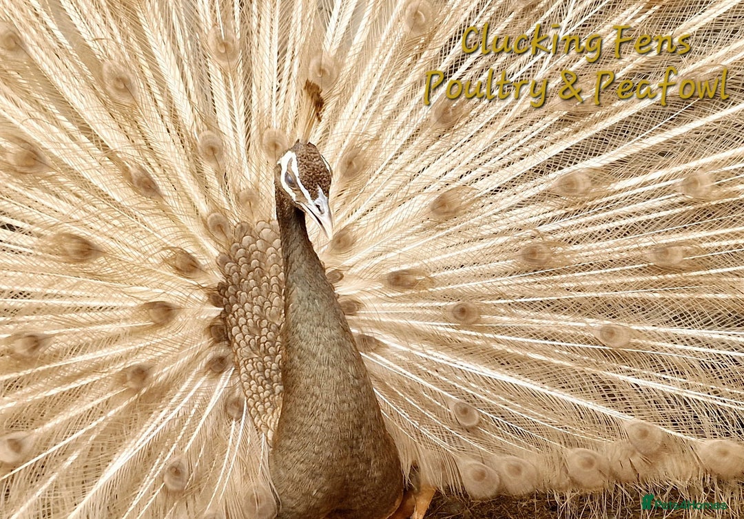 Peafowl poultry for sale: Peafowl Breeding stock for rehome - Image 6
