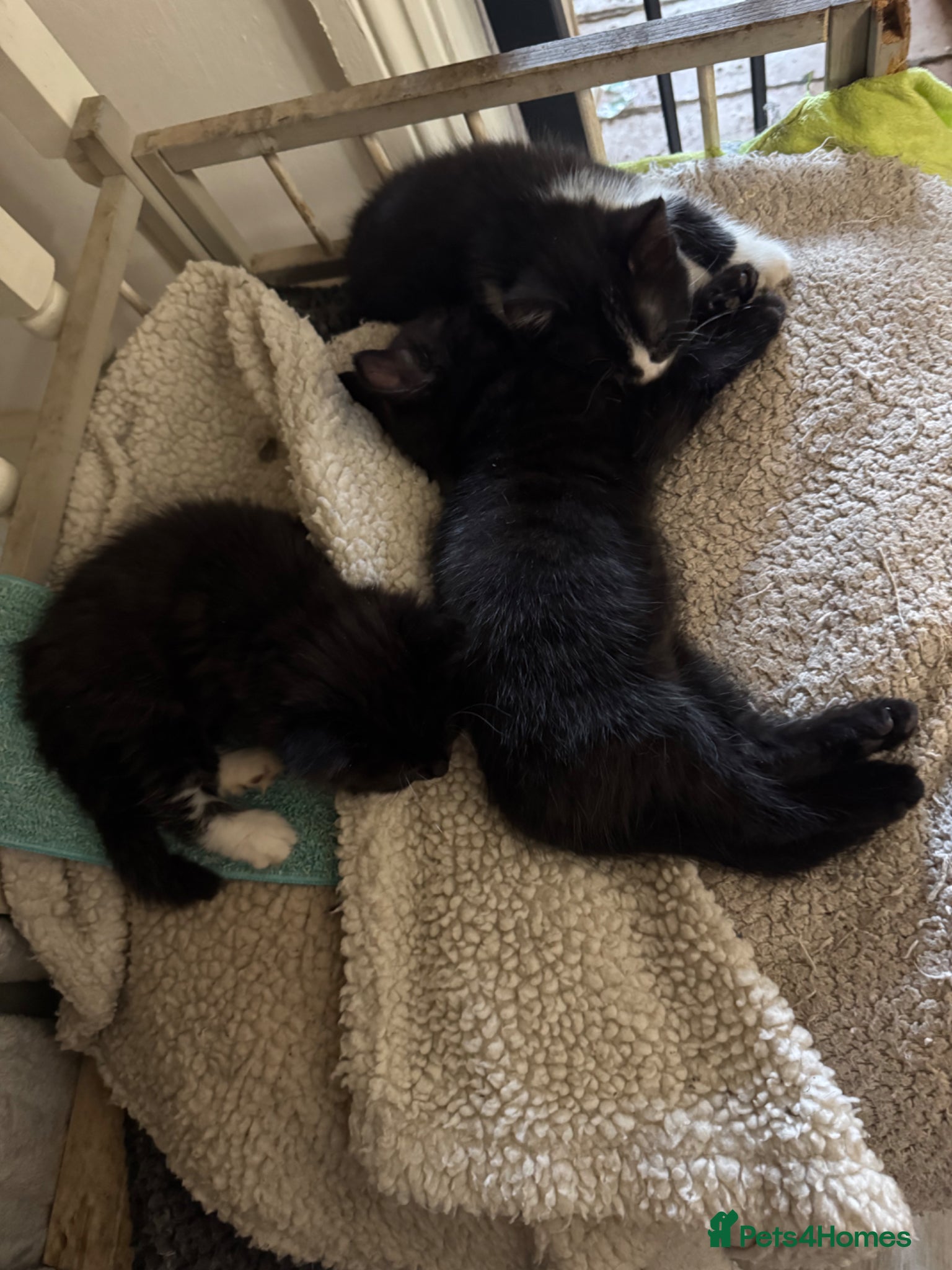 British Longhair cats Fluffy kittens  - Advert 1