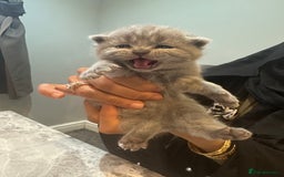 British Shorthair cats for sale: 3 beautiful British blue kitten - Image 1