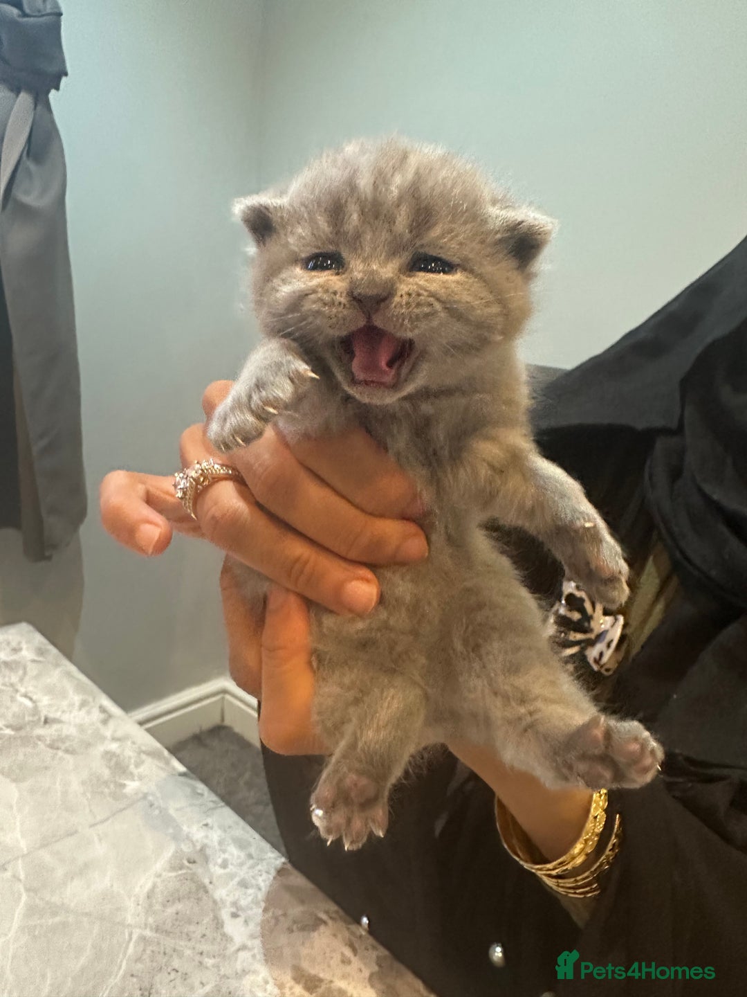 British Shorthair cats for sale: 3 beautiful British blue kitten - Image 1