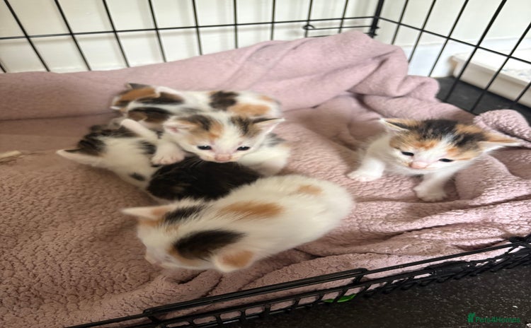 Bengal cats in Manchester - Advert 1