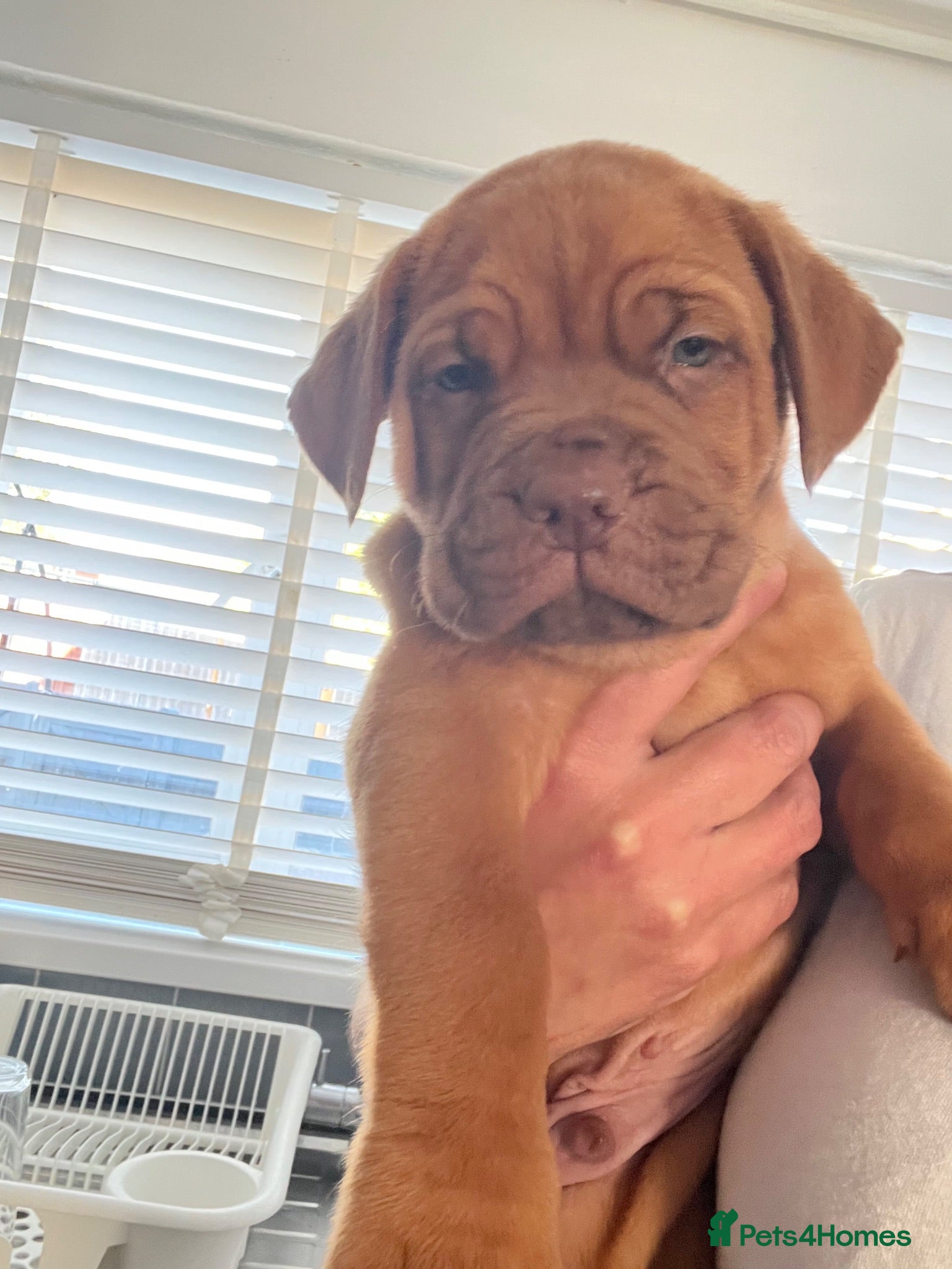 Dogue De Bordeaux dogs Dogue de Bordeaux pups🐶🐶 - Advert 1