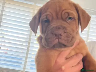 Dogue De Bordeaux dogs Dogue de Bordeaux pups🐶🐶 - Advert 2