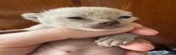 Burmese cats for sale: Well socialised GCCF-reg'd pedigree Burmese kits - Advert 4