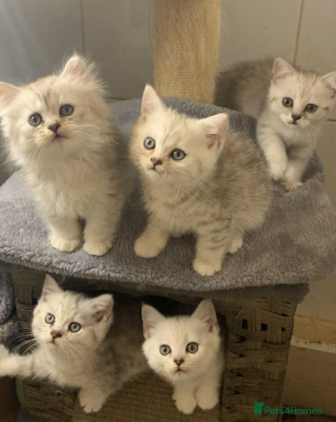 British Longhair cats for sale: BSH and BLH Silvers   in Bournemouth - Image 12
