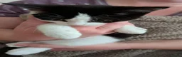 Mixed Breed cats for sale: 2 beautiful black boy kittens - Advert 8