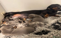 Miniature Dachshund dogs for sale: 5⭐️ Licensed breeder. Kc reg Pra clear - Image 14