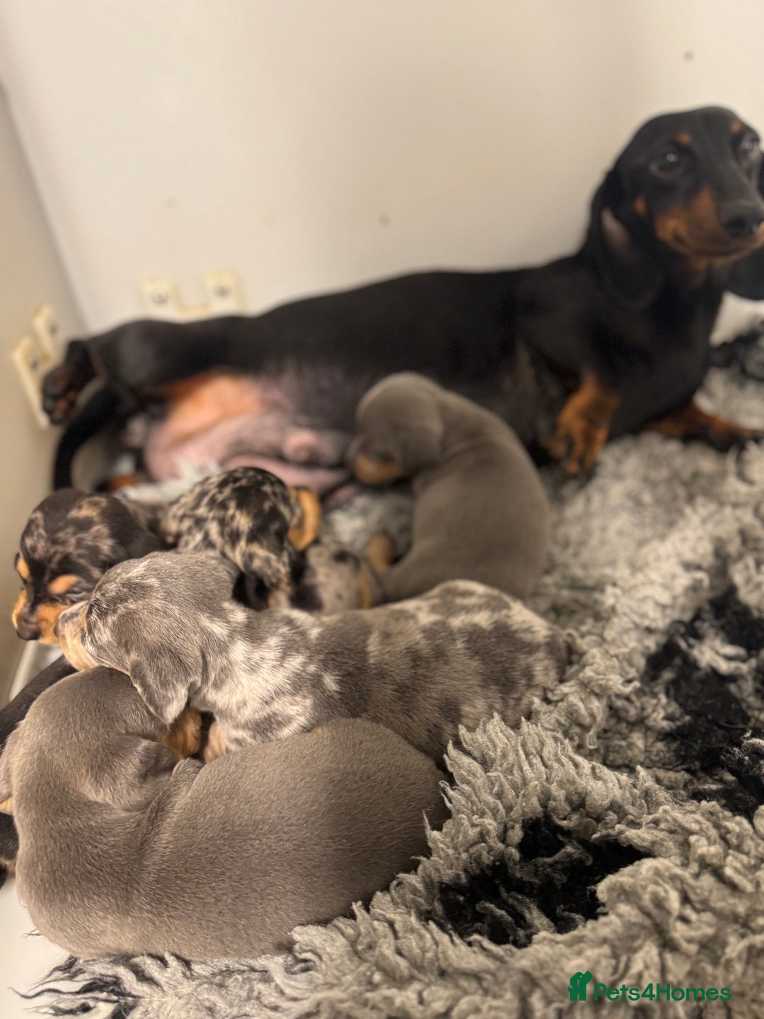 Miniature Dachshund dogs for sale: 5⭐️ Licensed breeder. Kc reg Pra clear - Image 14