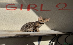 Bengal cats for sale: 5 Bengal kittens , 2 boys and 3 girls  - Image 13
