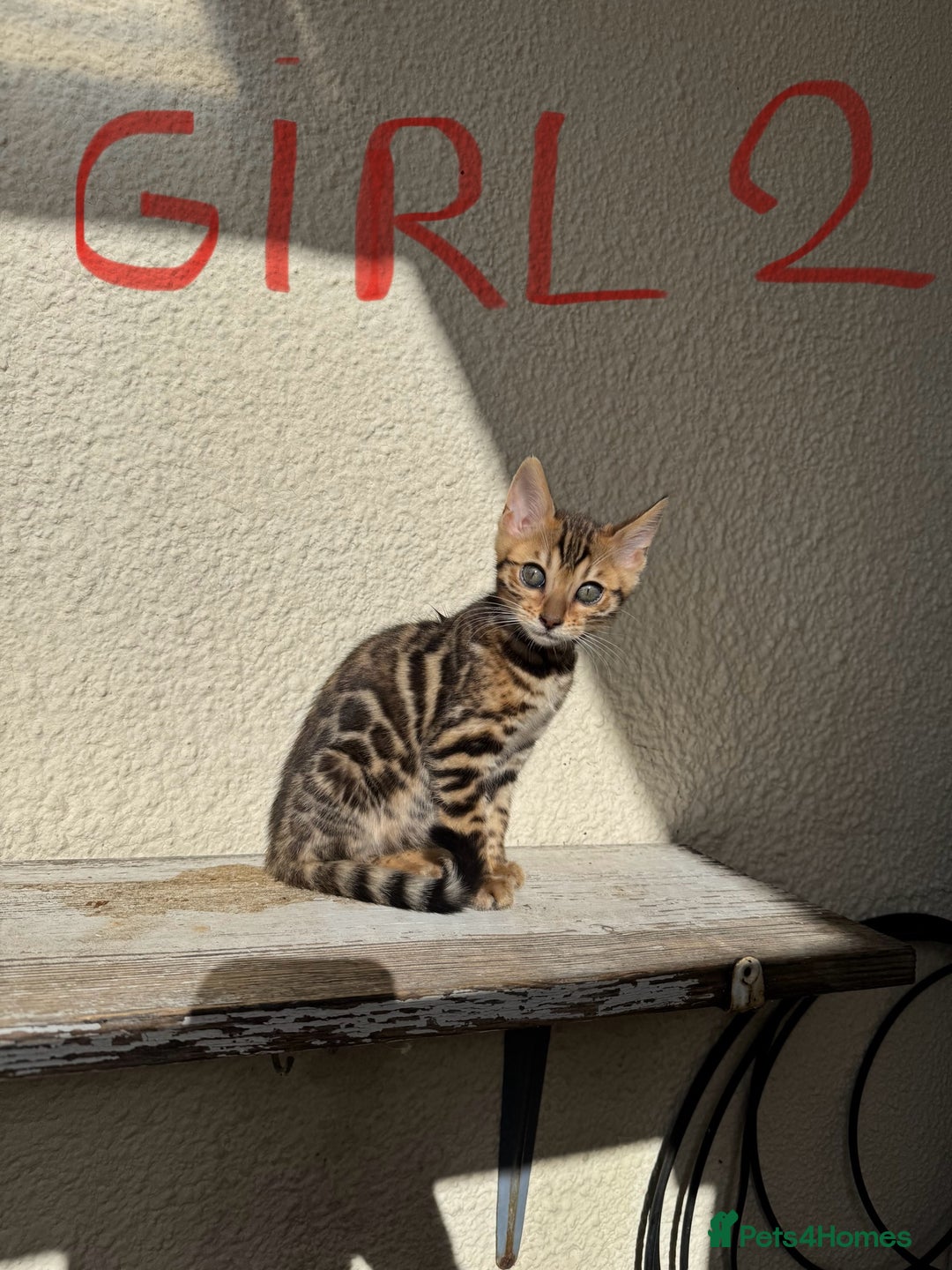 Bengal cats for sale: 5 Bengal kittens , 2 boys and 3 girls  - Image 13