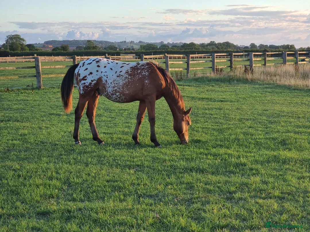 Appaloosa horses for sale: Huge potential in the right hands but read ad  in Doncaster - Advert 2