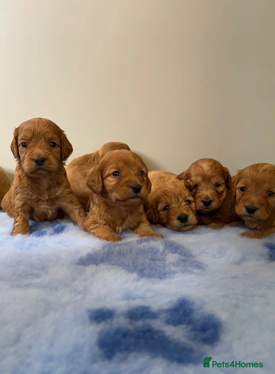 Cockapoo dogs for sale: The most beautiful cockapoo babies  - Advert 1