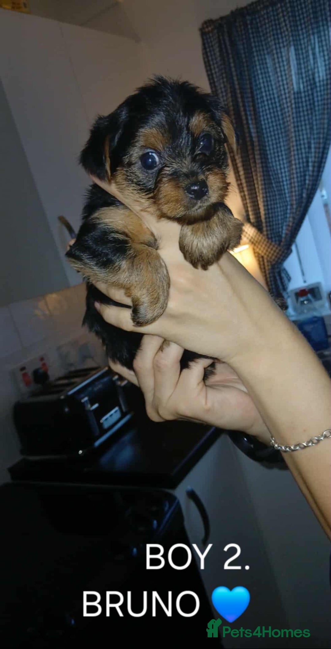 Yorkshire Terrier dogs for sale: Yorkshire terriers  - Image 2