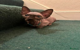 Sphynx cats for sale: 5 Adorable Sphynx Kittens for sale! - Image 4