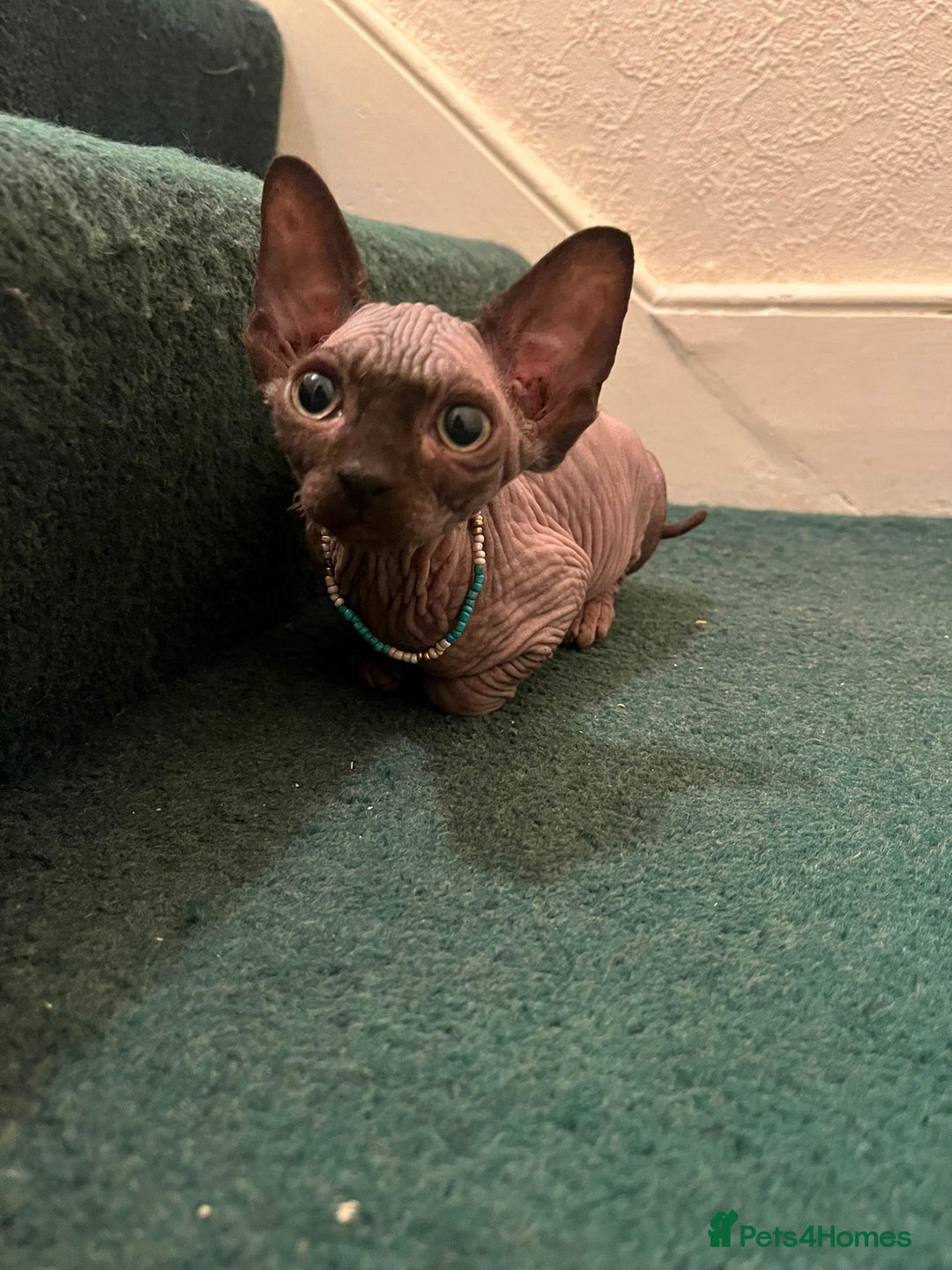 Sphynx cats for sale: 5 Adorable Sphynx Kittens for sale! - Image 4