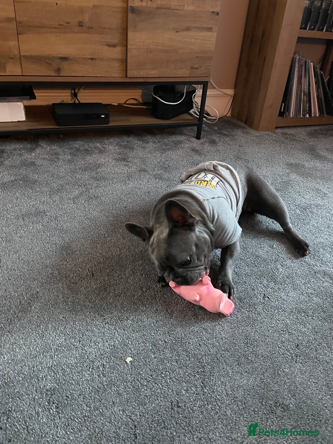 English Bulldog dogs for sale: FRENCH & ENGLISH BULLDOGS  - Image 10