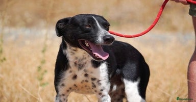Mixed Breed dogs - Advert 1