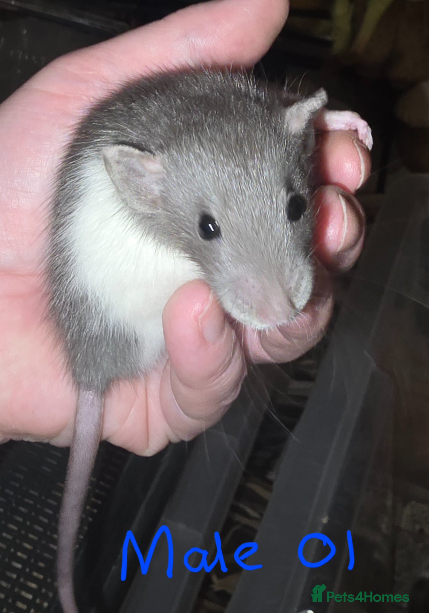 Rat rodents Gorgeous Baby Rats, Ready to Reserve  - Advert 1