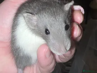 Rat rodents for sale: Gorgeous Baby Rats, 4 Cream & 2 Black Hooded Left - Advert 1