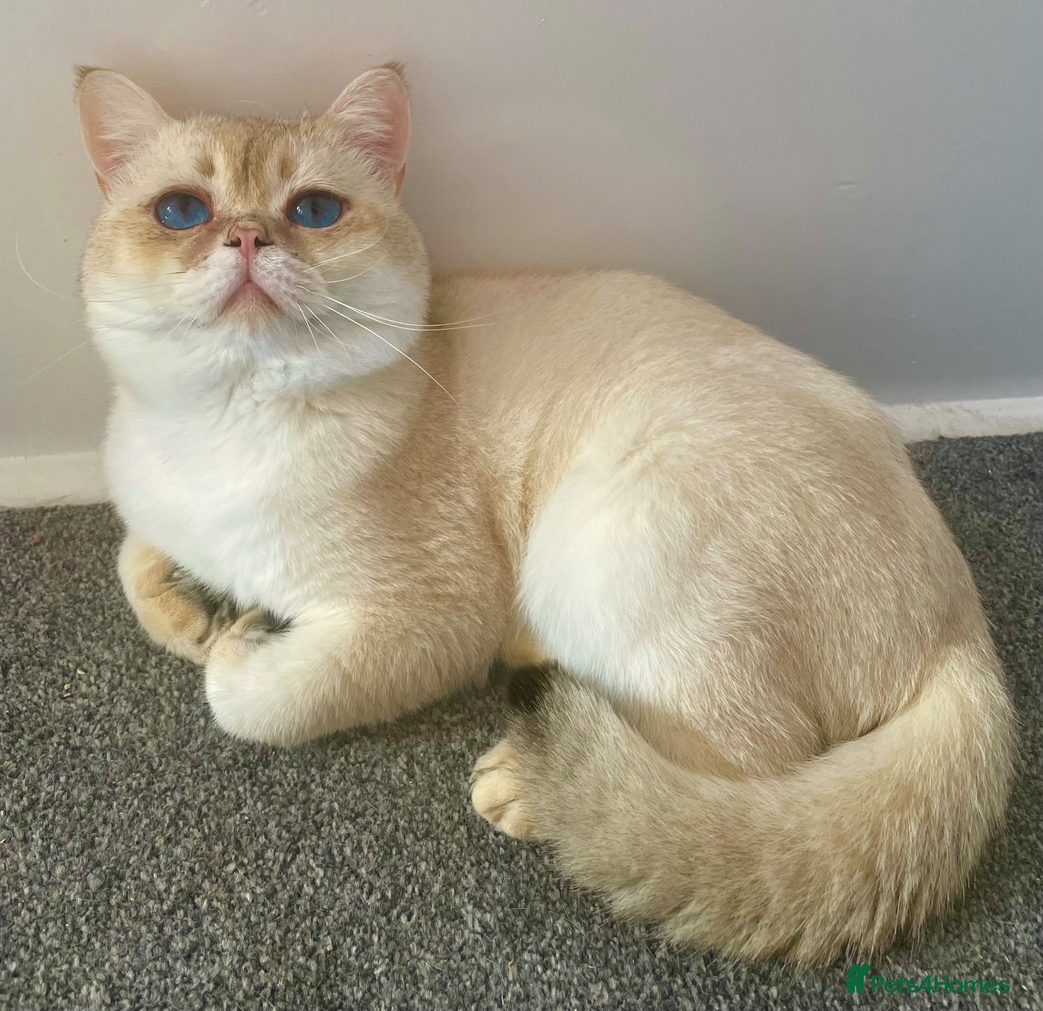 British Shorthair cats Imported golden chinchilla ny1133 male for sale  - Advert 7