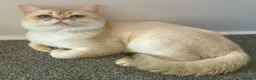 British Shorthair cats for sale: Imported golden chinchilla ny1133 male for sale  - Advert 3