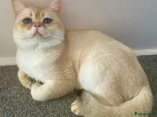 British Shorthair cats Imported golden chinchilla ny1133 male for sale - Advert 7