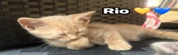 Mixed Breed cats for sale:  Beautiful cuddly kittens  - Advert 27