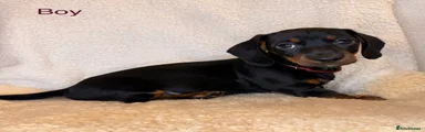Dachshund 1