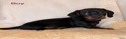Dachshund dogs for sale: Beautiful Dachshund Puppies  - Advert 7