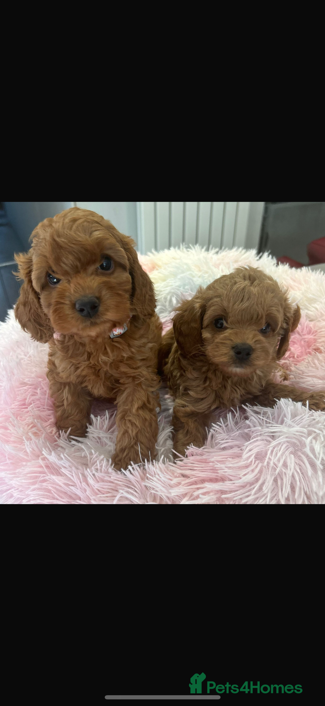 Cavapoo dogs for sale: Extensively health tested toy cavapoos red  - Advert 9