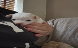 Chug dogs for sale: Chihuahua/chug puppies - Image 7