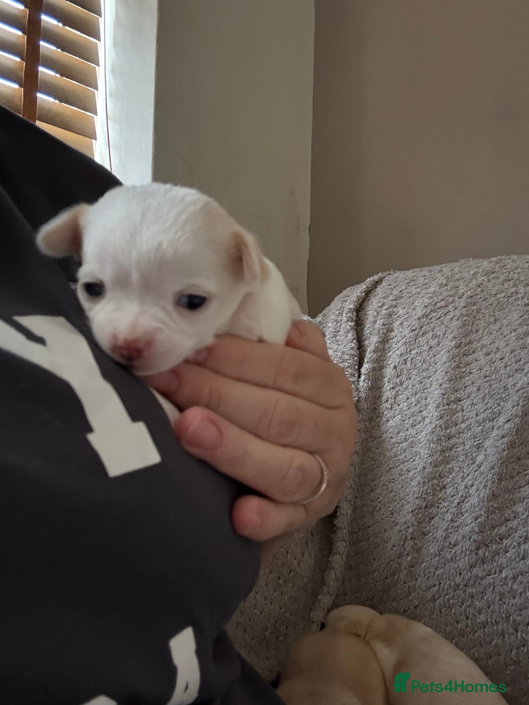 Chug dogs for sale: Chihuahua/chug puppies - Image 7