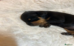 Miniature Pinscher dogs for sale: Gorgeous MinPin Puppies-Ready from 8th Dec! - Advert 22