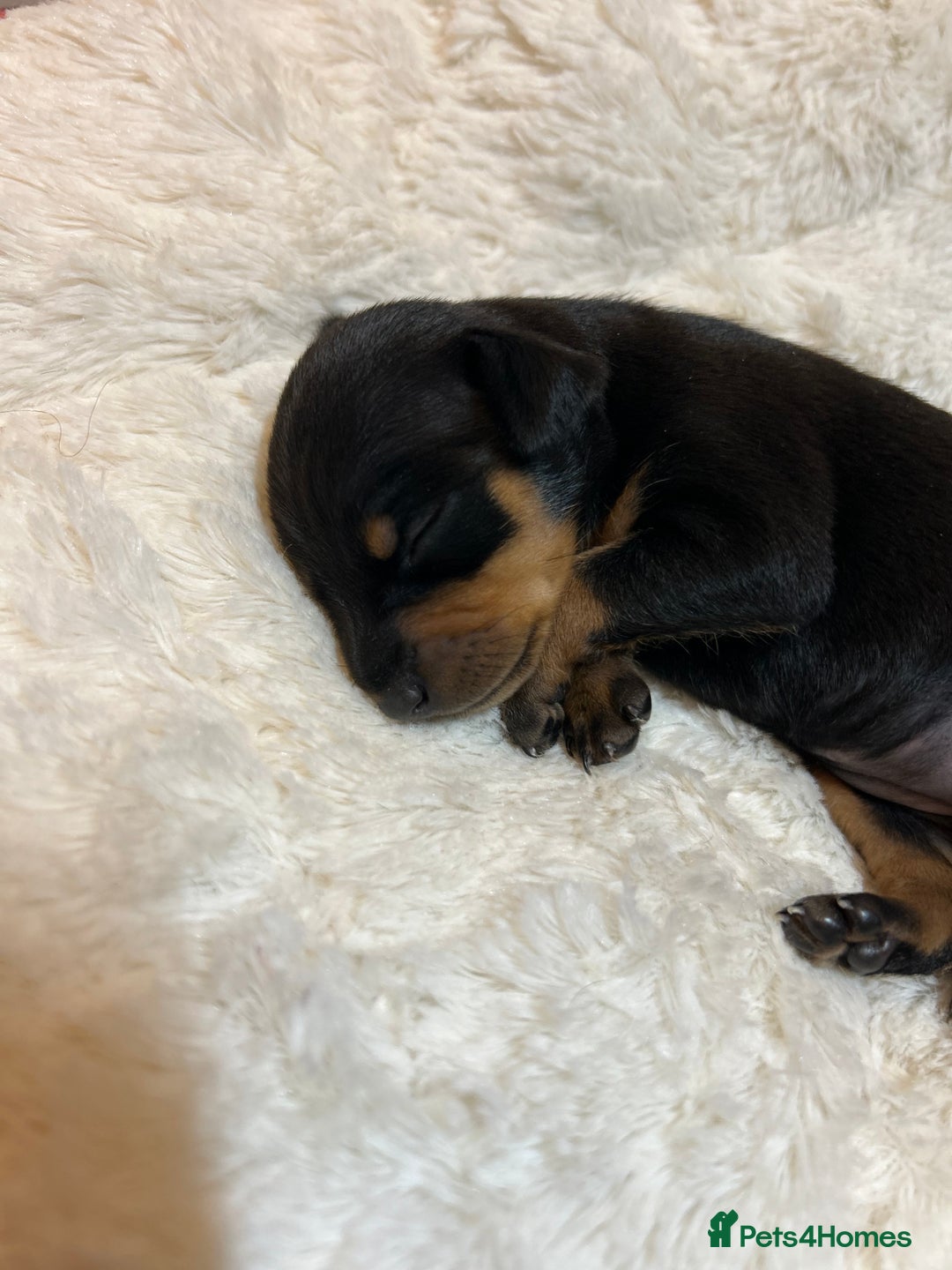 Miniature Pinscher dogs for sale: Gorgeous MinPin Puppies-Ready from 8th Dec! - Advert 22