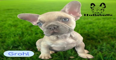 French Bulldog dogs - Advert 4