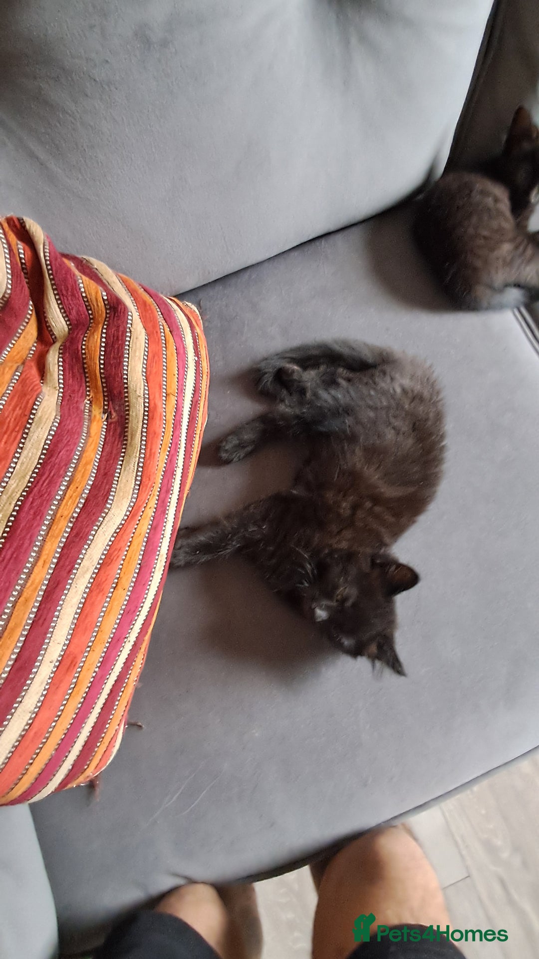 British Shorthair cats for sale: 3 lovely kittens 2 girls 1 boy - Advert 3