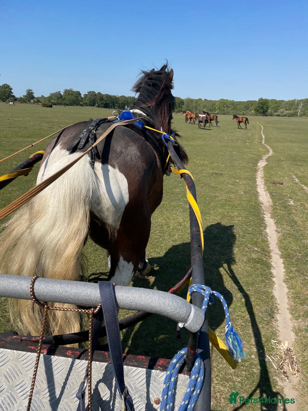 Irish Cob horses for sale: 15hh Cob x 3 year old gelding for sale - Image 4
