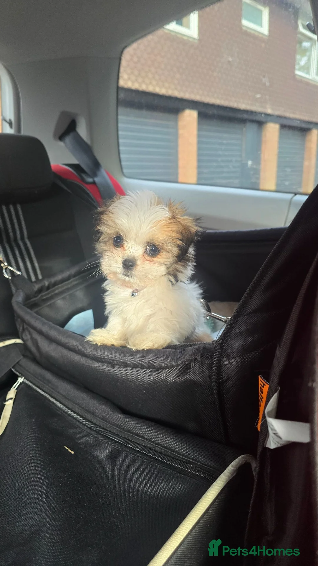 Maltipoo dogs for sale: Maltipoo 10 weeks  - Advert 6
