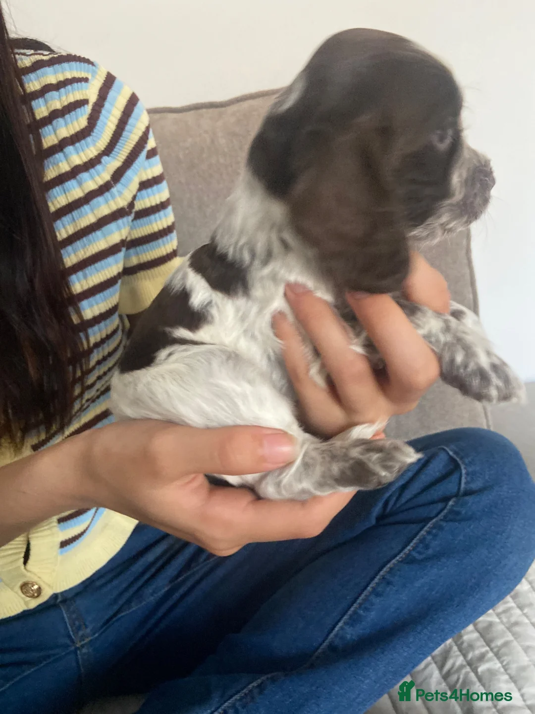Cocker Spaniel dogs for sale: 4 Working Cocker Spaniel Puppies - Advert 31