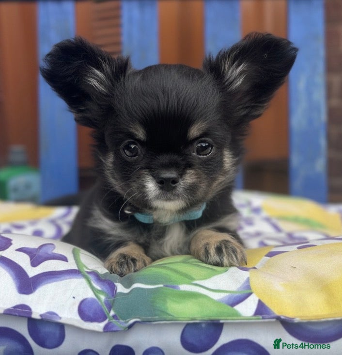Chihuahua dogs Exquisite long coat chihuahuas  - Advert 2